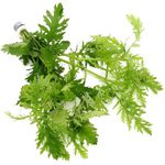 K2AQUA Hygrophila Difformis (1 Bunch) Water Wisteria Live Aquarium Plant Healthy Freshwater Tropical Greenery Easy Care Oxygenating for Aquariums or Tanks