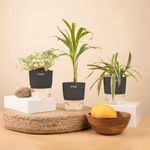 KYARI Spider-Areca Palm-Fittonia Pink Combo of 3 Indoor Plants for Living Room | Live Plants | Plants with Grey Pot for Home Air purifier plants | Plants for Home Decor | Plants for garden