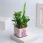 FlowerAura Mother's Day Surprise Air Purifying 2 Layer Lucky Bamboo Live Plant In Square Glass Pot For Office/Home Decor & Gift For Maa, Mom, Mother-in-Law, Mother