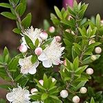 1 X MYRTUS 'TARENTINA' Tarentum Myrtle Evergreen Shrub Hardy Garden Plant in Pot