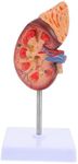 Amosfun Kidney Model Mannequin Human Organs Model Biology Class Prop Medical Study Teach Model Biology Demonstration Model Kidney Dissection Model Anatomy Model PVC Accessories Human Body