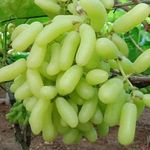 Nandini Garden Hybrid Grape Angur Angoor Plant
