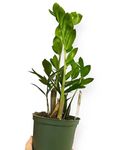 ZZ plant 6 in, Zamioculcas zamiifolia, good luck tree, fortune tree (Plants)