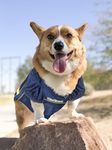 Baseball Jersey For Dogs