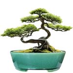 MUZHI 9” Glazed Oval Green Bonsai Planter Pot with Humidity Tray, Classic Neat Ice Crack Long Bonsai Tree Succulent Plant Pot with Saucer