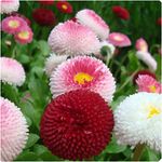 Bellis Perennis 'Tasso Mix' x 24 Mini Plug Plants Hardy English Daisies