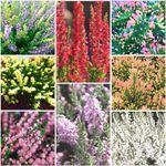 [x8] Scottish Heather Calluna Collection | Summer/Autumn Flowering | Variety-Pack | Evergreen Shrubs | Pot Plants