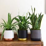 Indoor Plants