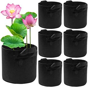Lily Plant