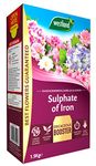 Westland 20600027 Sulphate of Iron Plant Food for Ericaceous Plants, 1.5 kg