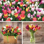 Triumph Tulip Bulbs Mixed – Vibrant Spring Blooms – Hardy, Easy to Grow Tulips for Garden Borders & Containers – Ideal for Cut Flowers – 100x -Pack by Thompson and Morgan