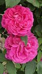 Ritz Farming® Climbing Rose Flower Seeds All session Flowering seeds for Your Home and Gardening Pack of100 seeds (DARK PINK)