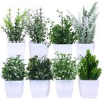 amazon basics Artificial Plants with Pot| Multi Variety | Durable Plastic | No Maintenance | Home Decor | Dimensions: 5 cm X 13 cm (Pack of 8)