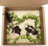 Clouds Hill Succulents Live String of Pearls (Senecio rowleyanus) Trailing Succulent House Plant in 8cm or 6cm Pots (2X Rooted Cutting Without a Pot)