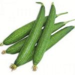 Seed basket Native Sponge Gourd(Nethi Beera/Turai) Vegetable Seeds For Home Gardening | 40 Seeds | Best in Germination | With Growing Instruction Manual