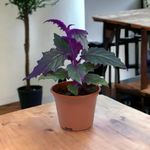 Amulya FARMS & NURSERY Air Purifying Royal Velvet Indoor Live Plant for Living Room, Home, Office & Desk Decor | Velvet Leaf | Small Size - Black Pot Included