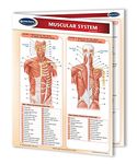 Human Muscular System 8.5" x 11" Reference Guide - Laminated Medical Quick Reference Guide by Permacharts