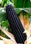 Gebdinsh Garden® Imported Black Sweet Corn Vegetables Seeds For Kitchen Gardening (Pack Of 2 Gram Seeds)