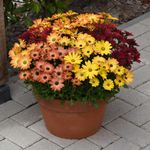 Osteospermum 'Akila Sunset Shades'. Plug Plant x 4. Yellow, Orange & red Summer Bedding Flowers. Available from Bedwen Plants