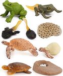 Gemini&Genius Animal Toys Frog and Sea Turtle Insect Growth Diary, Life Cycle Action & Toy Figures Learning & Educational Children's Toys, Stocking Stuffer for 3 Years Old and Up