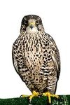Wallmonkeys Peregrine Falcon Poses 