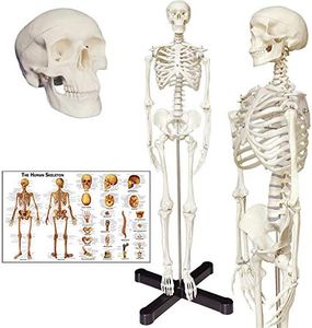 Human Skeleton Anatomy Model with Metal Stand, 33.5 inches Human Skeleton Model with Movable Arms and Legs, Including Anatomical Skeleton Model + Colorful Chart