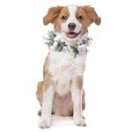 Honoson Dog Wedding Flower Collar Dog Wedding Attire Wreath Bow, for Weddings Flower Ring Pets Cats and Dog, Pet Photo Prop (White, Fresh,Medium)