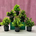 Dekorly 6 Packs Fake Plants Small, Mini Artificial Plants Indoor For Home Farmhouse Bathroom Shelf Décor (Height : 17Cm, Black) - Plastic