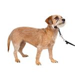 PetSafe Gentle Leader No-Pull Dog Headcollar - The Ultimate Solution to Pulling - Redirects Your Dog's Pulling for Easier Walks - Helps You Regain Control - Small, Charcoal