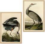 Ujoyful Vintage Heron and Stork Birds Print | Set of 2 Wild Bird Wall Art | Freshwater Wading Bird Decor | Audubon Bird Prints | Vintage Painting Set for Home, Office Wall Decor (11"x17" Unframed)