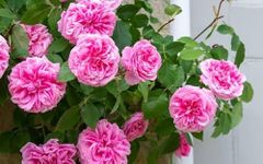 Rose Tree plant hybrid with grow bag original plant