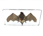Bat Specimens Science Classroom Specimen for Science Education
