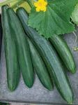 25+ Sweet Success Seedless (Burpless) English Cucumber Seeds