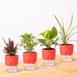 KYARI Jade Plant, Spide Plant, Oyster Plant, Golden Money Combo of 4 Indoor Plants for Living Room | Live Plants | Plants with Red Self Watering Pot for Home | Air purifier plants for Home Decor