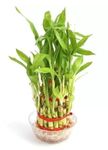 Garden Art Lucky Bamboo Indoor Feng Shui Plant with Acrylic Bowl, 3 Layers