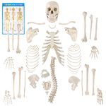 Houseables Disarticulated Human Skeleton, Full Unassembled Anatomical Model, Life Sized, 62 Inch Height, Plastic, w/Poster, Skull, Bones, Articulated Hand & Foot, Study of Skeletal System,