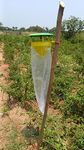 Agri Phero Solutionz Pink Bollworm (Pectinophora Gossypiella) Insect Funnel Trap with Lures (2)