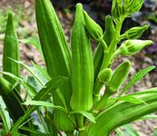 MaliaGarden Ladies Finger -Green Bhindi -Bhendi Vegetable - 50 Seeds - Hybrid Okra Vegetable Seeds