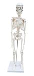 ZX Polyvinyl Chloride Teachingnest | Desktop Skeleton 45Cm | Pvc | Anatomical Model, Multicolor