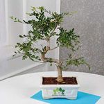 Abana Homes Bonsai Plant Live - Chinese elm - in Beautiful Square Pot for Home Decor & Gift Plant