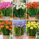 Andhgnai Freesia Flower Bulbs 6 Seprate Color (Red, Pink, Yellow, Orange, Blue, White) with 100% Color Surety Ready To Grow Bulbs Fresh New Lot 2024 (Set Of 2, Each Color 2 Bulbs, 12 Bulbs)