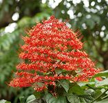 Creative Farmer Plants Balcony Pagoda Flower/Hanuman Kireedam Krishna Clerodendrum Paniculatum Container Flowering Herb (Healthy Live Plant)