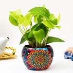 Flora D'lite Money Plant in Metal Pot - Indoor Live Plant for Home Decor | Perfect Small Plant for Office Desk | Stylish Indoor Plant Pots for Living Room Pack of 1