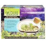 Grow Your Own Succulent Star Plant 