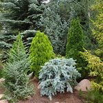 GardenersDream 5 x Mixed Conifer Plants in Pots - Outdoor Garden Ready Hardy Shrubs - Low Maintenance Evergreen Outdoor Plants for Rockeries, Patios, and Borders (3-5 inches, incl. 9 cm Pot)