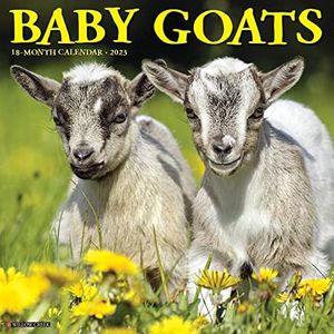 Baby Goats