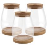 HAKZEON 3 PCS Plant Terrarium Jar, Glass Propagation Jars Vase with Lid, Plant Glass Containers with Bamboo Tray, Glass Planter Hydroponics Vase for Water Air Plants Indoor, Monstera, Orchid, Decor