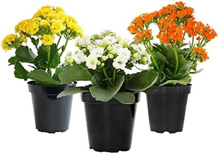 Kalanchoe 