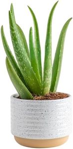 Costa Farms Aloe Vera, Live Succulent Plant, Easy Care Indoor Houseplant in Modern Décor Planter, Room Air Purifier, Tabletop, Office, Desk or Home Décor, Birthday, Gardening Gift, 10-12 Inches Tall