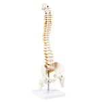 Myaskro® 45cm Tall Human Vertebral Column Anatomy Spine Model for Chiropractor and Osteopath | Learn Spinal Anatomy In No Time With This Spine Model